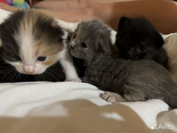 Котята в дар