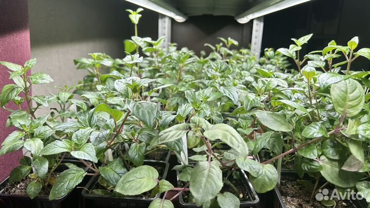 Срезы сортовых фуксий