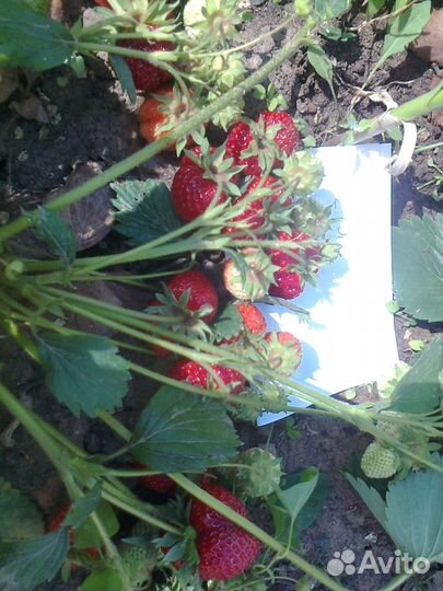 Саженцы клубники, вишни, малины, черной смородины