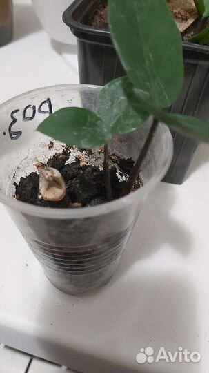 Комнатные растения цветы большие