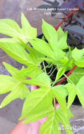 Ипомея батат