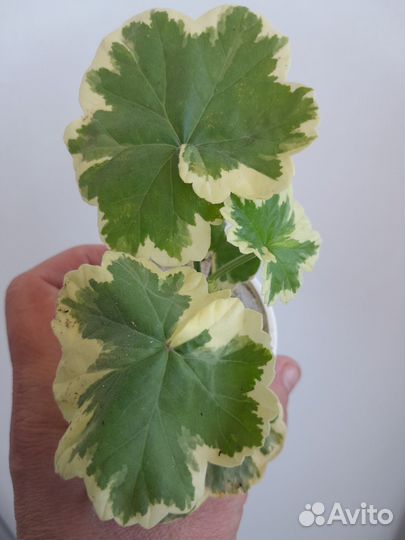 Пеларгония герань