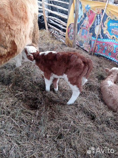 Герефорд телята