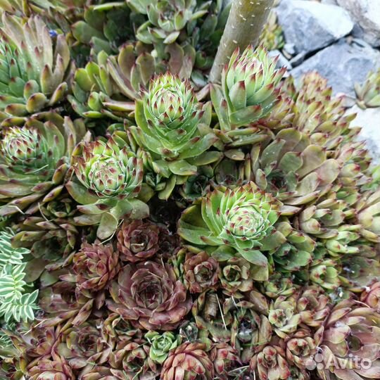 Молодило каменная роза