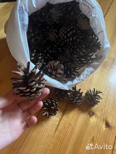 Шишки сосновые