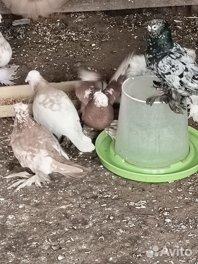 Продажа голубей узбеки