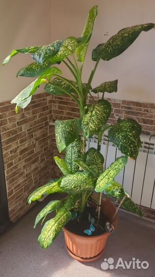 Диффенбахия