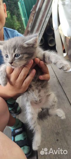 Кошка в дар бесплатно