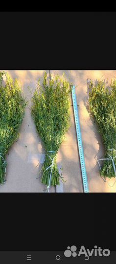 Мята, донник, чебрец, шалфей, зверобой