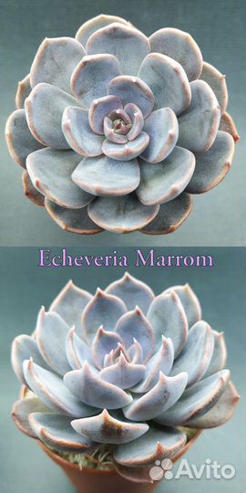 Эхеверия Джакал