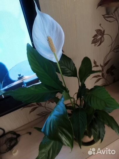 Спатифиллум