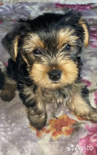 Йоркширский терьер