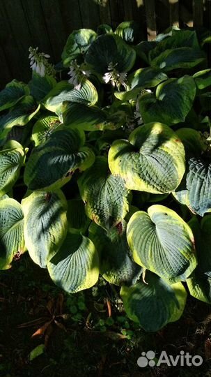 Хоста. Астильба розовая махровая