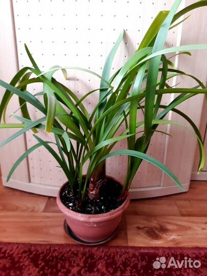 Прекрасная валлота