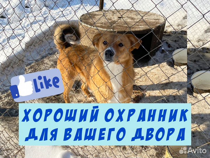 Собаки в охрану