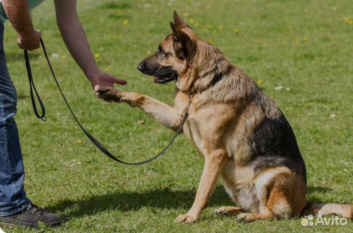 Дрессировщик собак кинолог