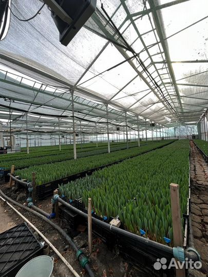 Тюльпаны оптом с юга