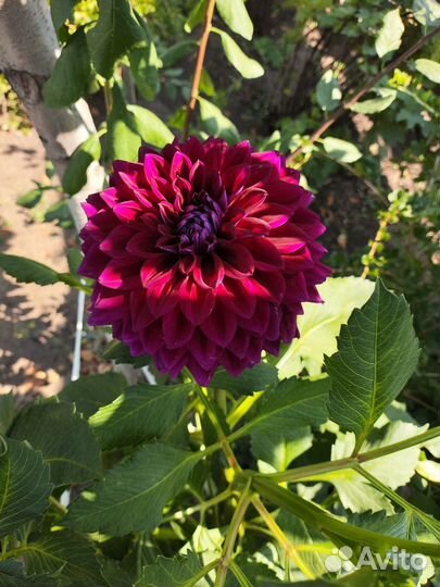 Георгины корни клубни