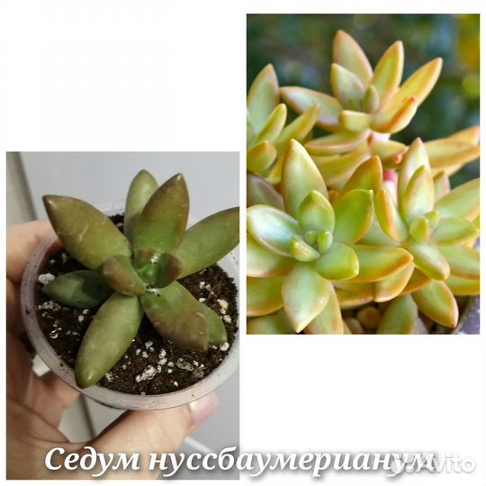 Суккуленты 23.04
