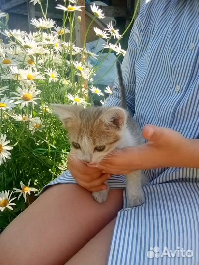 Отдам бесплатно котят