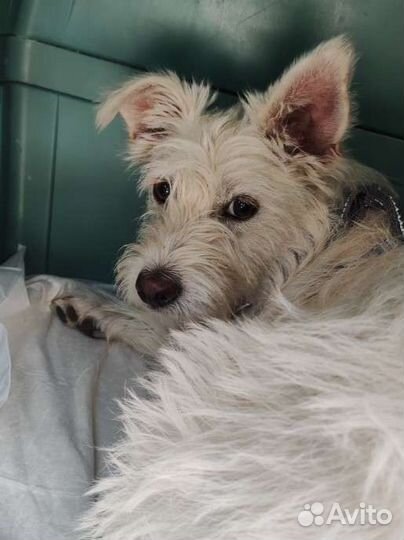 Щенок девочка терьер метис (мало времени)