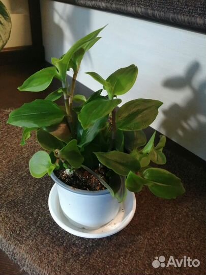 Традесканция