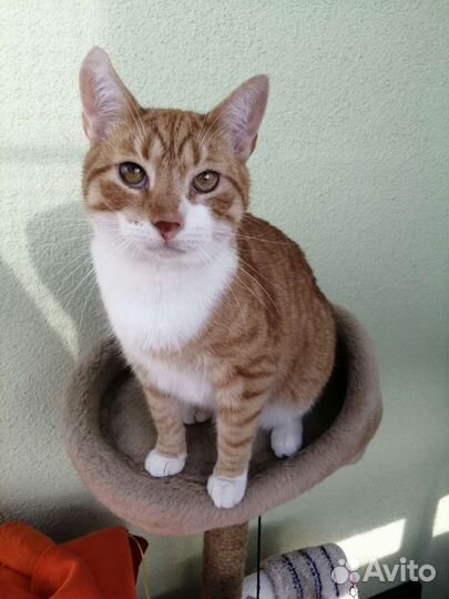 Классный рыжий кот ищет дом