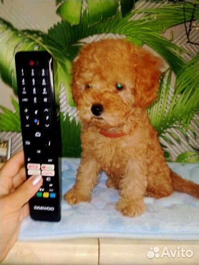 Той-пудель девчонка