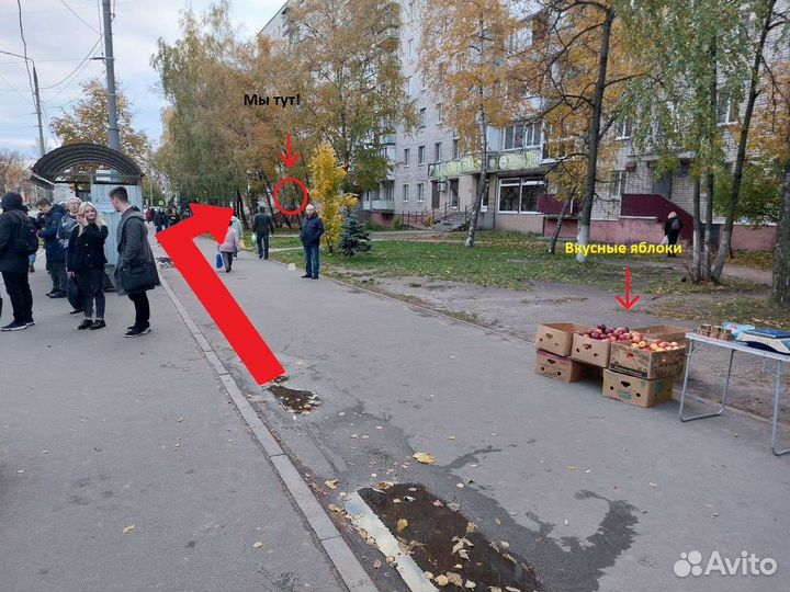 Гитара. Большой выбор гитар. Гарантия