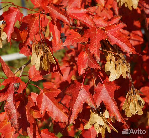 Декоративные саженцы