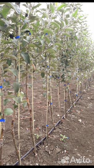 Колья для деревьев