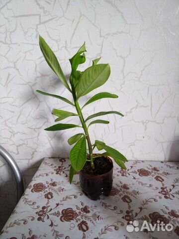 Синадениум granta