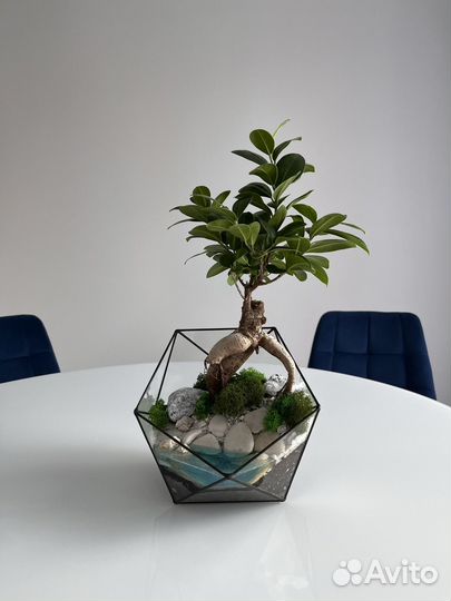 Флорариум Бонсай с водой