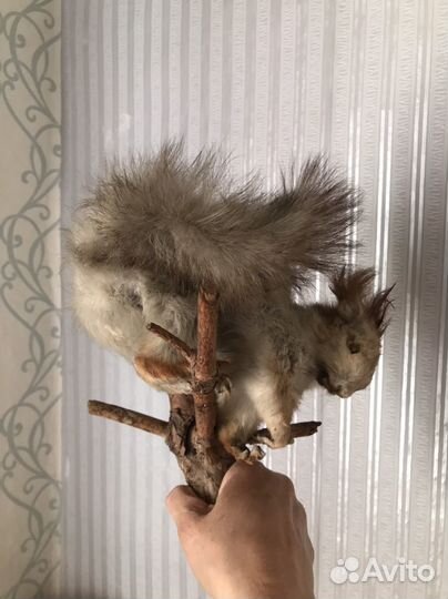 Белка муляж