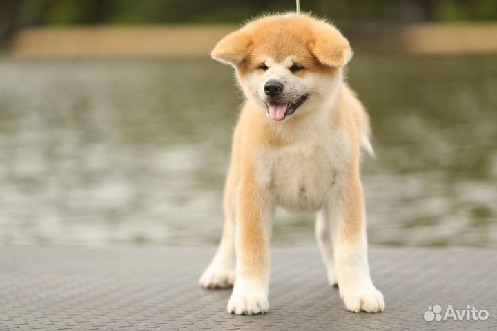 Мальчик акита