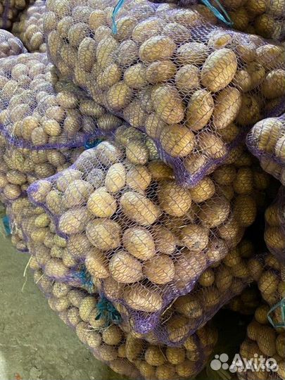 Семенной Картофель галла