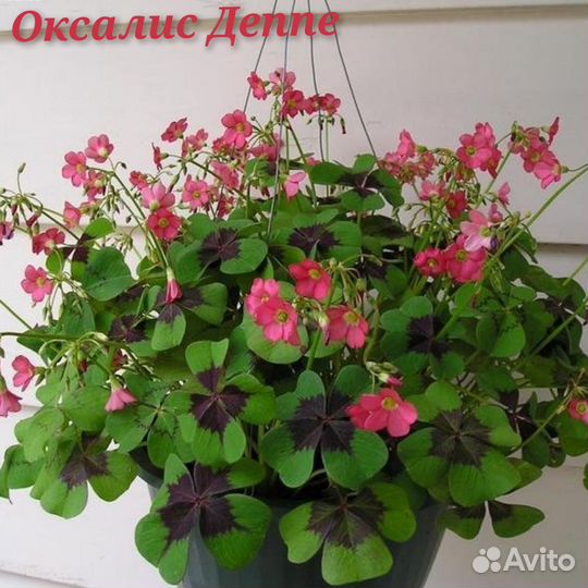 Оксалис Деппе