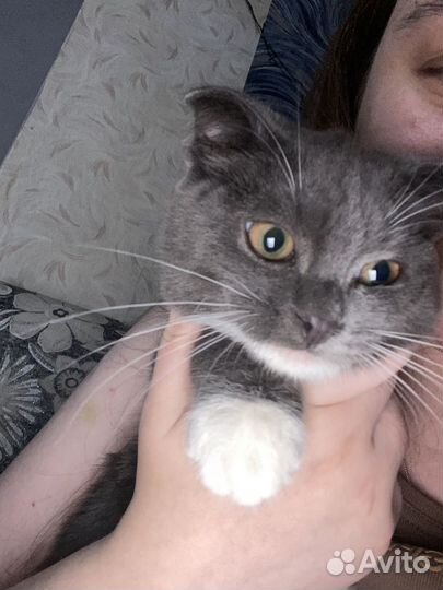 Шотландская вислоухая кошка бесплатно