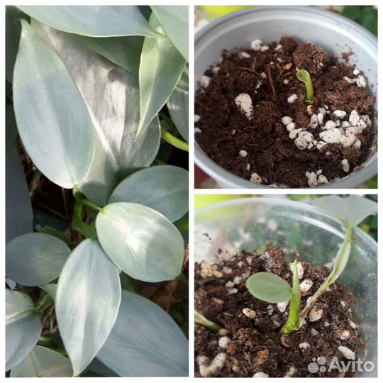 Разные малыши