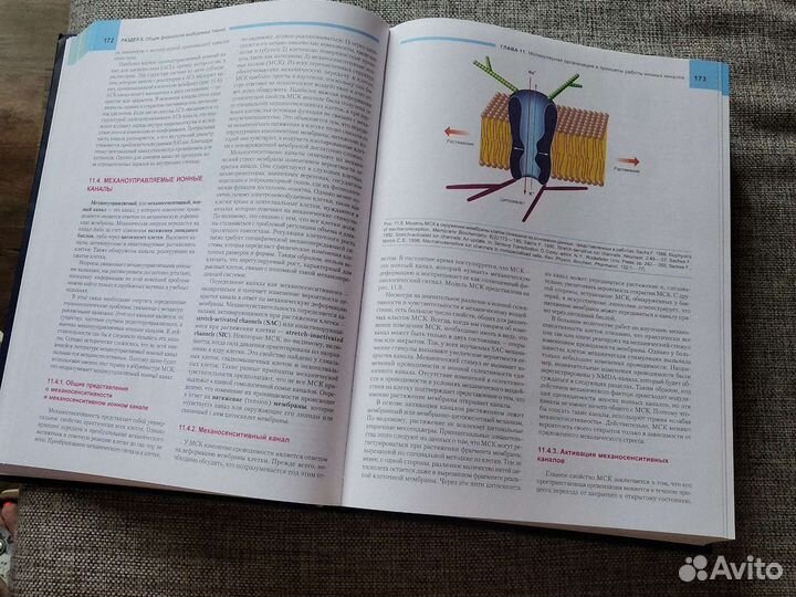 Фундаментальная и клиническая физиология