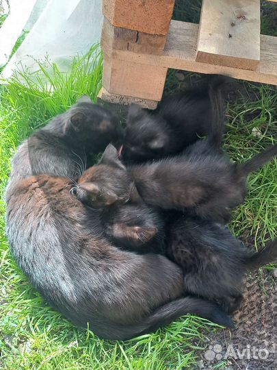 Котята отдам в добрые руки бесплатно