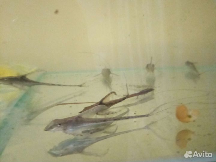 Стурисома панамская