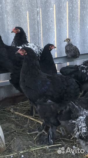 Цыплята породы Брама