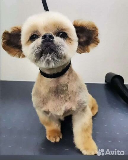 Стрижка кошек, собак