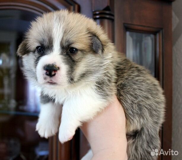 Новогодние корги пемброк