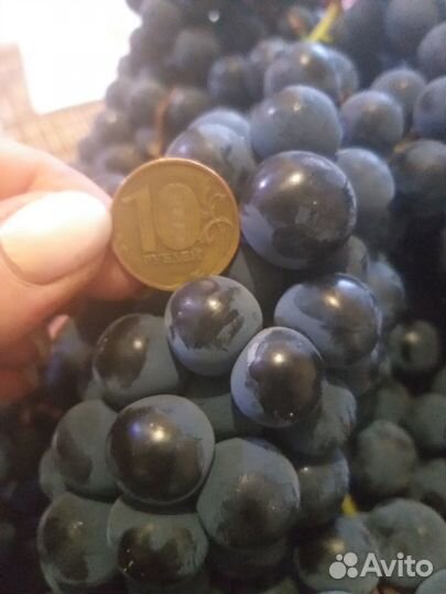 Черенки (Чубуки) винограда. Сорт 