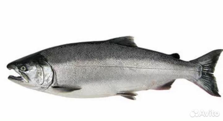 Кижуч Свежий