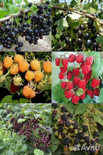 Саженцы (смородина, малина), многолетники, рассада