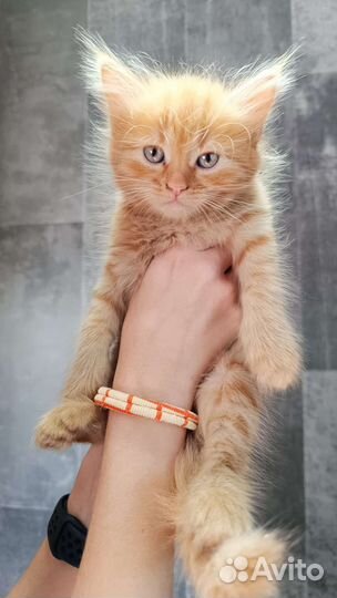 Кошка в дар