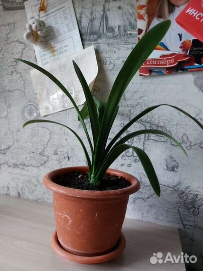 Комнатные цветы кливия